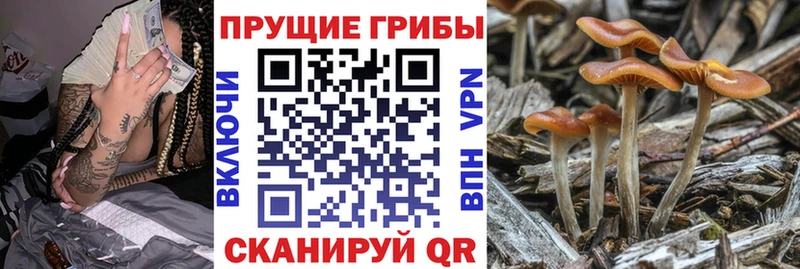 Галлюциногенные грибы Psilocybe  Чулым 